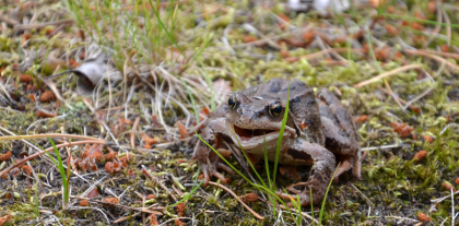 Yes, this is a frog!